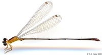 odonata/Metaleptobasis-westfalli-m-3598-1e25.jpg