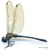 odonata/Neoc-bate-m-6492e25.jpg