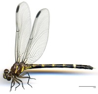 odonata/Phyl-appe-f-e25.jpg