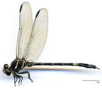 odonata/Phyl-bifa-m-2e25.jpg