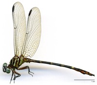 odonata/Phyl-vols-m-e25.jpg