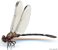 odonata/Progomphus-clendoni-m-4074-2e25.jpg