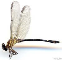 odonata/Progomphus-longistigma-m-3845e25.jpg