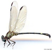 odonata/Progomphus-pygmaeus-m-3818e25.jpg