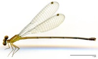 odonata/Tele-coll-f-7004e25.jpg