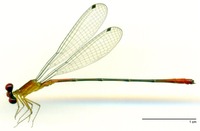 odonata/Tele-coll-m-B-6975e25.jpg