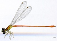 odonata/Tele-cora-m-Ae25.jpg