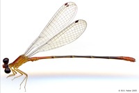 odonata/Telebasis-m-2814-1es.jpg