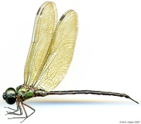 odonata/Triac-saty-m-4607-e25.jpg