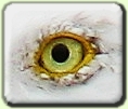 View Sample EFGs
