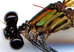 Hetaerina capitalis Heta-capi-f-1048-1-tho-ar-184.jpg