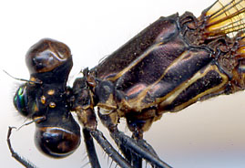 Hetaerina-sempronia-f-2092-184.jpg