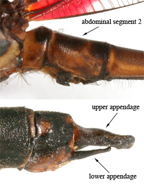 Heta-capi-m-gen-4.jpg