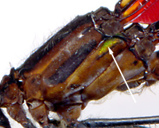 Heta-crue-mf-1762-184.jpg