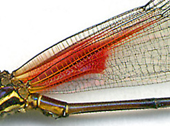 Heta-miniM-LS-L-wg-184.jpg