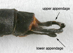 Heta-occi-m-1525-ap-2740-184.jpg
