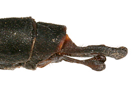 Heta-occi-m-ap-lat-646-3455-184.jpg