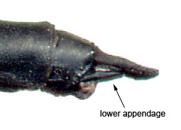 Heta-semp-m-1759-2-ap-184-1.jpg