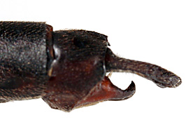Heta-titi-m-509-ap-lat-3389-184.jpg
