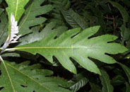 Bocc_frut-lf-144-o4-1-184.jpg