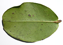 Alza-vert-lf-7296-152.jpg
