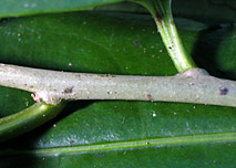 Cest-pana-twig-7232-152.jpg