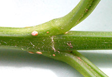 Cith-cost-node-DSCN6708-152.jpg