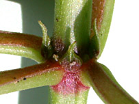 Hame-pate-node-6203-152.jpg