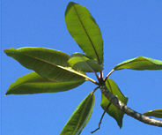 Plum-rubr-hfr-2684-s.jpg