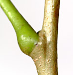 Zant-juni-twig-014-152.jpg