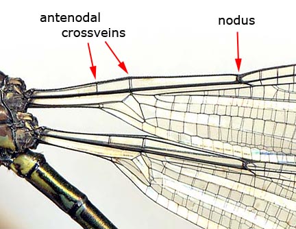 Archilestes-latialatus-f-2504-1es6.jpg