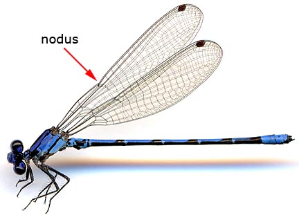 COENAGRIONIDAE Argia-extranea-m-1038-1e6.jpg