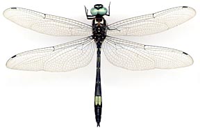 Brechmorhoga-pertinax-m-1469e4.jpg