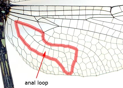 Brechmorhoga-pertinax-m-1469e6.jpg