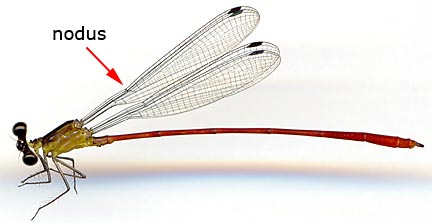 MEGAPODAGRIONIDAE Heteragrion-erythrogastrum-m-1494e6.jpg