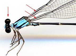 Palaemnema-nathalia-m-2060-2es4.jpg