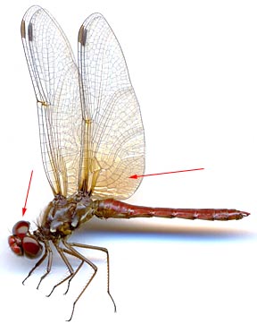 Sympetrum-illotum-m-315-es4.jpg