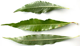Erbl-odor-lf-83-152.jpg