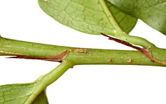 Eryt-macr-stip-027-152.jpg