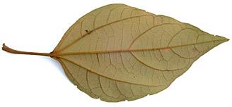 Hamp-appe-lf-8019-152.jpg