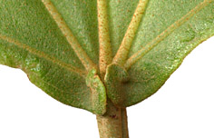 Hamp-appe-lobe-013-152.jpg