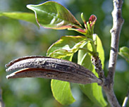 Hauy-luci-fr-8-152.jpg