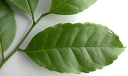 Ilex-lamp-lf-26-152.jpg