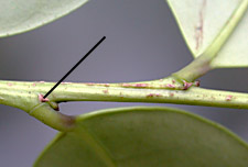 Ilex-sp6-stip-59-152.jpg