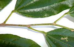 Luna-mexi-twig-9428-152.jpg