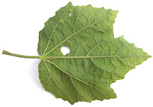 Malv-arbo-lf-8258-152.jpg
