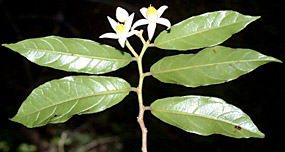 Mort_guat-hfl-144-o8-152.jpg