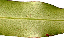 Oura-luce-veins-57-152.jpg