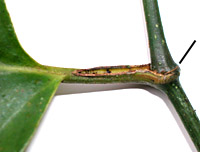 Pipe-aere-pet-7994-152.jpg