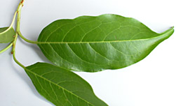 Prun-corn-lf-4784-152.jpg